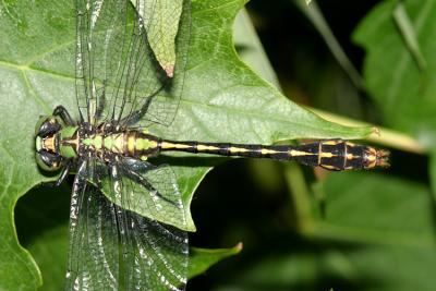 Maine Snaketail - Ophiogomphus mainensis