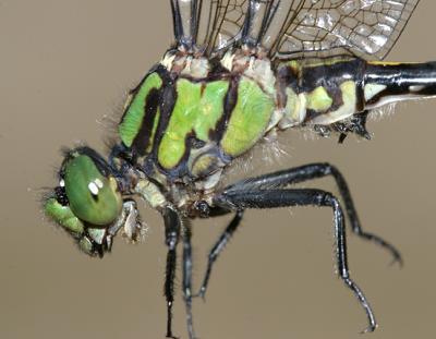 Maine Snaketail - Ophiogomphus mainensis