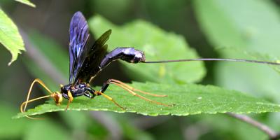 Ichneumon Wasps - Rhyssinae