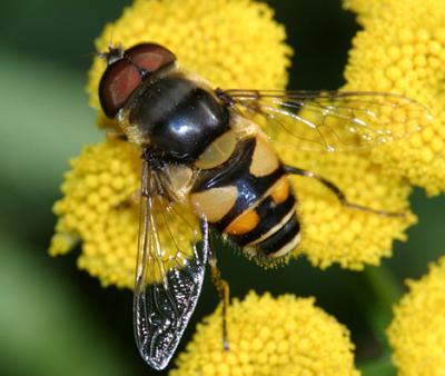 Eristalis transversa (male)