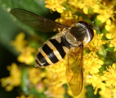 Syrphus sp. (female)