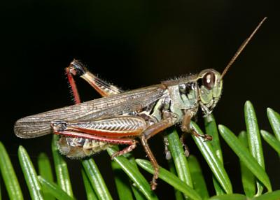 Melanoplus femurrubrum - Red-leg Grasshopper (male)
