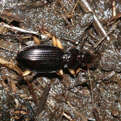 Ground Beetles - Tribe Patrobini
