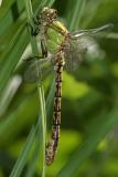 Rusty Snaketail - Ophiogomphus rupinsulensis