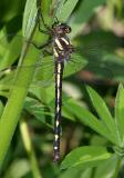 Delta-spotted Spiketail - Cordulegaster diastatops (male)