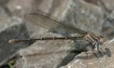 Common Spreadwing