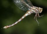 Springtime Darner - Basiaeschna janata, female