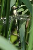 Dragonhunter - Hagenius brevistylus (teneral)