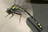 Spine-crowned Clubtail