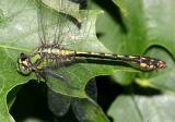 Maine Snaketail - Ophiogomphus mainensis