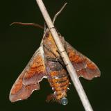  7873 -- Nessus Sphinx Moth -- Amphion floridensis