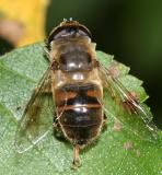 Eristalis tenax (male)