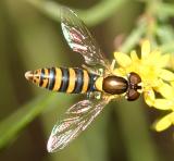 Sphaerophoria sp. (female)