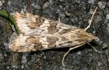 5156 -- Lucerne Moth -- Nomophila nearctica