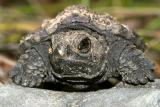 Snapping Turtle - Chelydra serpentina (baby)