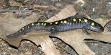 Spotted Salamander - Ambystoma maculatum