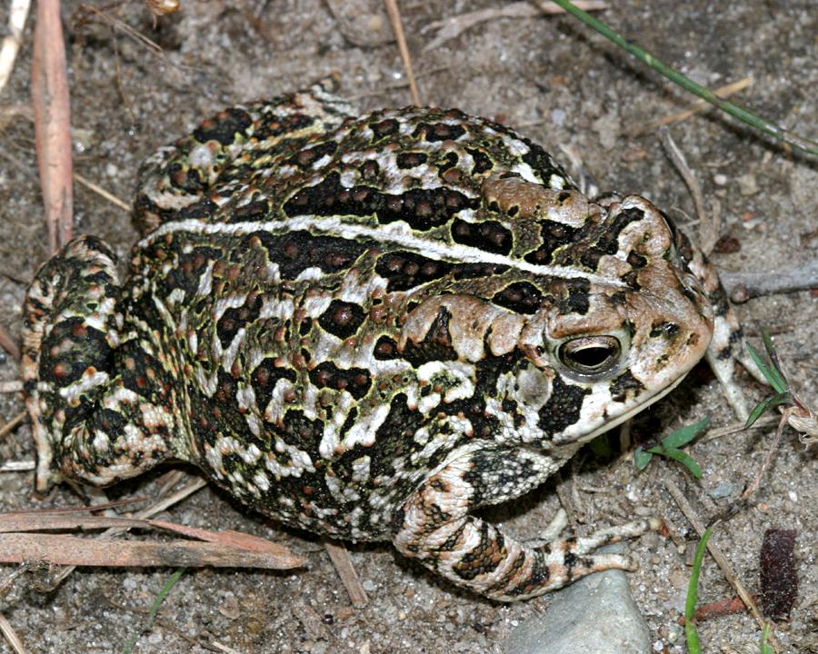 Fowlers Toad - Anaxyrus fowleri