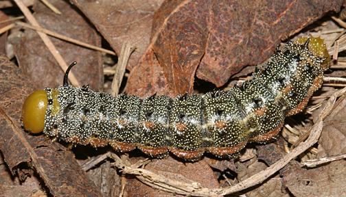 Anisota leucostygma