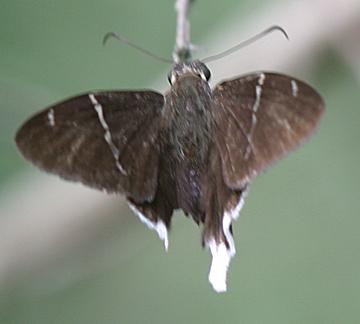 White-tailed Longtail - Urbanus doryssus