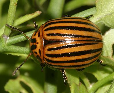 Leptinotarsa decemlineata  - Colorado Potato Beetle