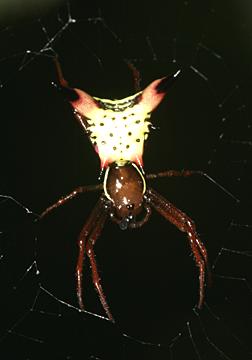 Arrow-shaped Micrathena - Micrathena sagittata