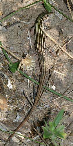 Texas Spotted Whiptail - Cnemidophorus gularis