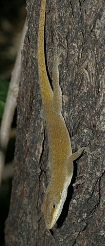 Green Anole - Anolis carolinensis