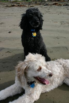 Jack and Sophie On The Beach