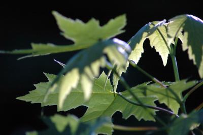 tree sprout