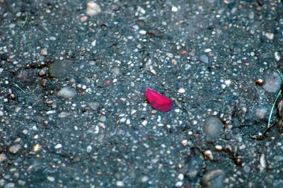 red petal on sidewalk