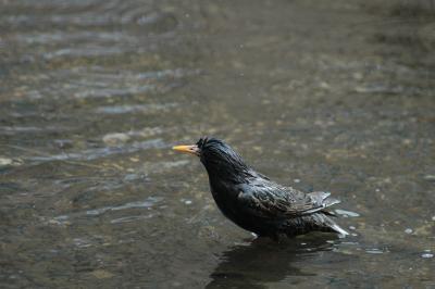 bathing bird