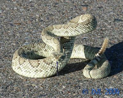Mojave Green Rattlesnake