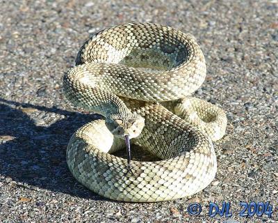 Mojave Green Rattlesnake