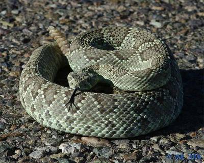 Mojave Green Rattlesnake