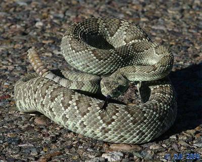 Mojave Green Rattlesnake