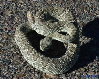 Mojave Green Rattlesnake