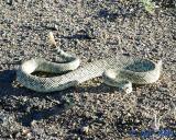 Mojave Green Rattlesnake
