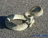 Mojave Green Rattlesnake