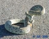 Mojave Green Rattlesnake