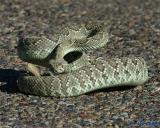 Mojave Green Rattlesnake