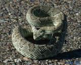 Mojave Green Rattlesnake