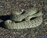 Mojave Green Rattlesnake