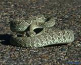 Mojave Green Rattlesnake