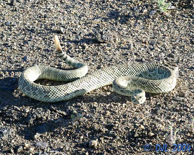 Mojave Green Rattlesnake