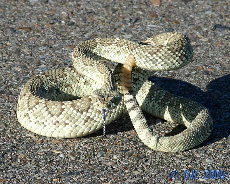 Mojave Green Rattlesnake