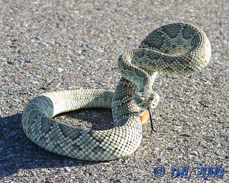 Mojave Green Rattlesnake