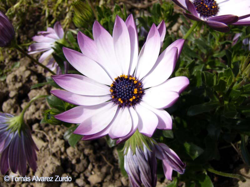 Dimorfoteca (Osteospermum ecklonis)