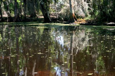 Swamp Reflection