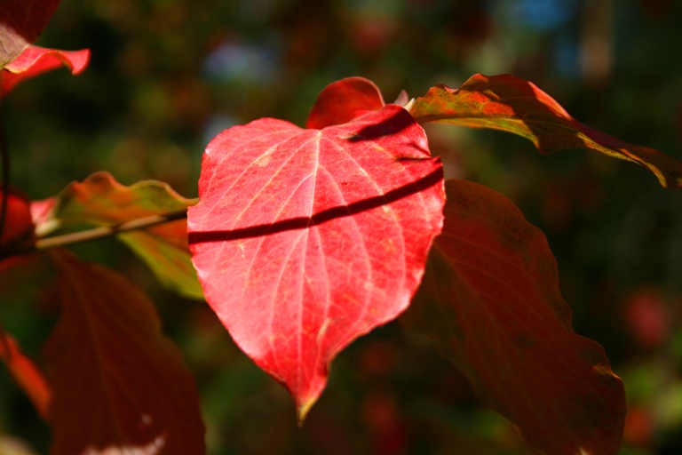 Dogwood Late in the Afternoon, Late in the Year