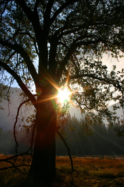 Sunburst